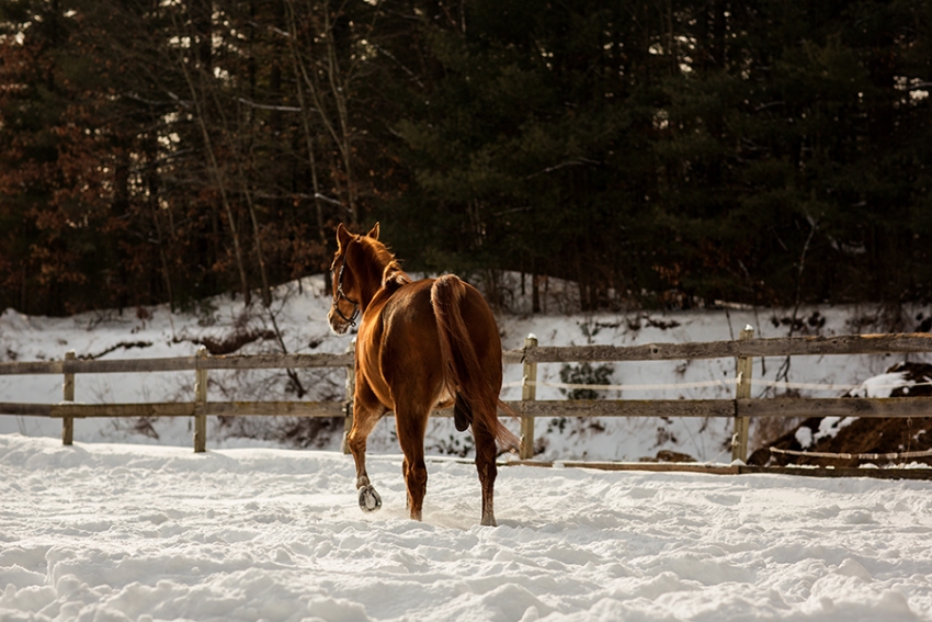 tracey-buyce-horse-photography86.jpg