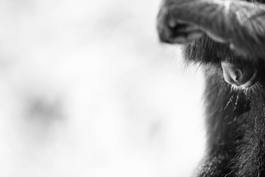 tracey-buyce-animal-photographer-monkeys-bolivia023.jpg