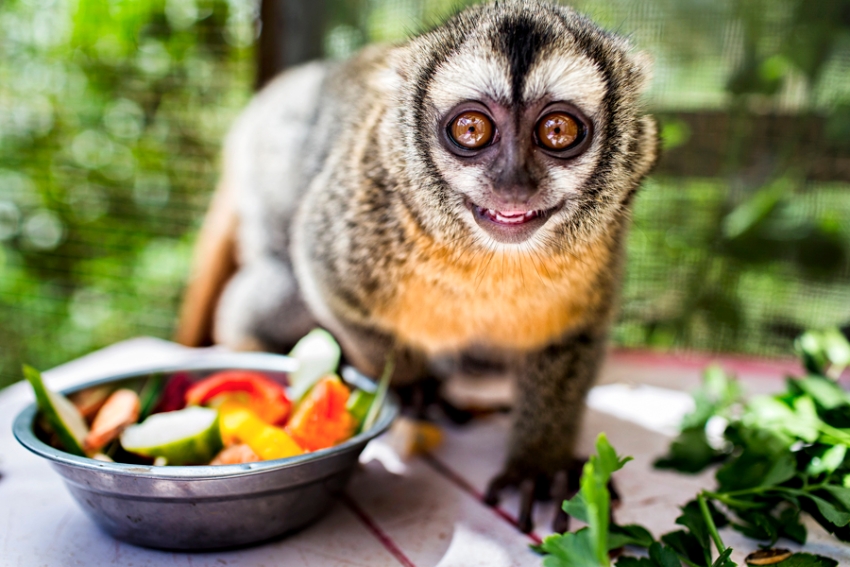 tracey-buyce-animal-photographer-monkeys-bolivia024.jpg