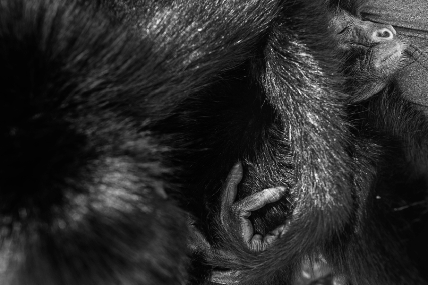 tracey-buyce-animal-photographer-monkeys-bolivia026.jpg