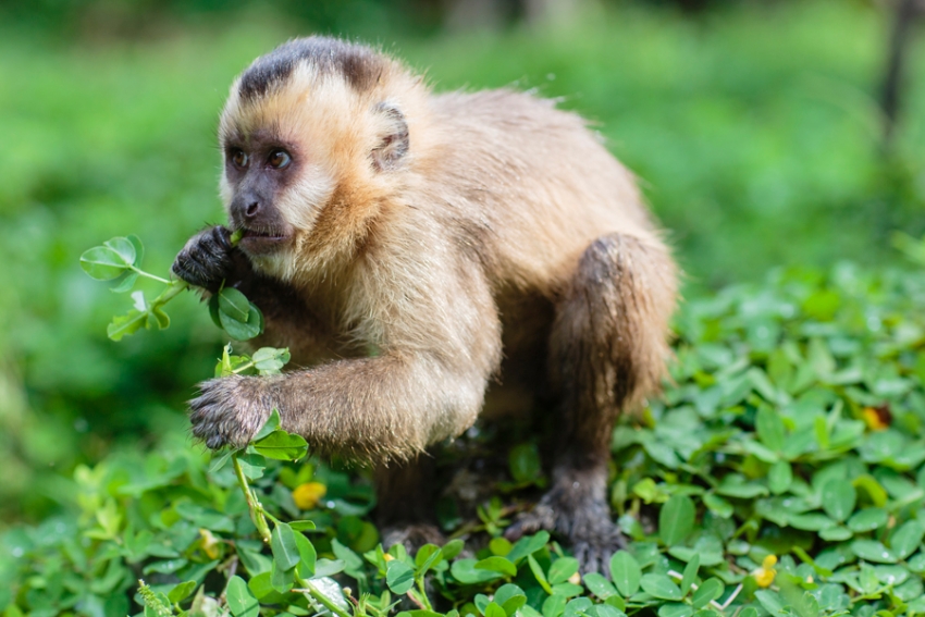tracey-buyce-animal-photographer-monkeys-bolivia040.jpg