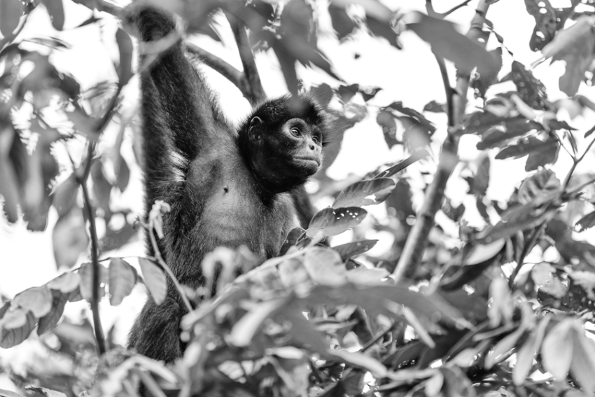 tracey-buyce-animal-photographer-monkeys-bolivia041.jpg