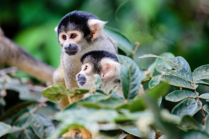 tracey-buyce-animal-photographer-monkeys-bolivia043.jpg