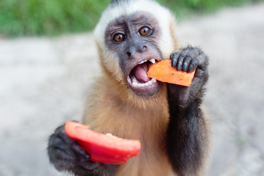 tracey-buyce-animal-photographer-monkeys-bolivia045.jpg
