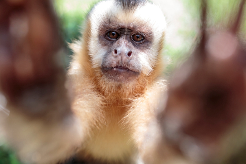 tracey-buyce-animal-photographer-monkeys-bolivia140.jpg