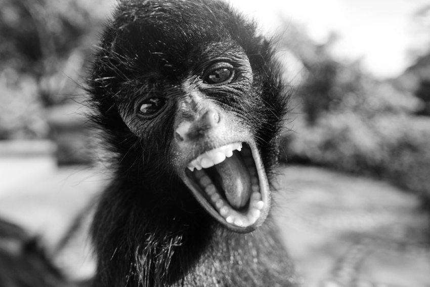 tracey-buyce-animal-photographer-monkeys-bolivia141.jpg