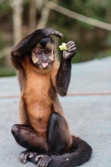 tracey-buyce-animal-photographer-monkeys-bolivia151.jpg