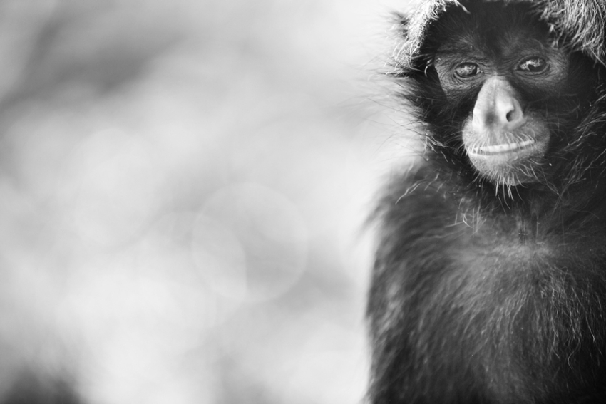 tracey-buyce-animal-photographer-monkeys-bolivia162.jpg