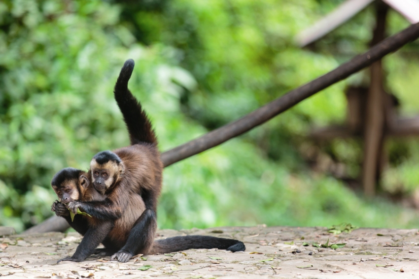 tracey-buyce-animal-photographer-monkeys-bolivia164.jpg