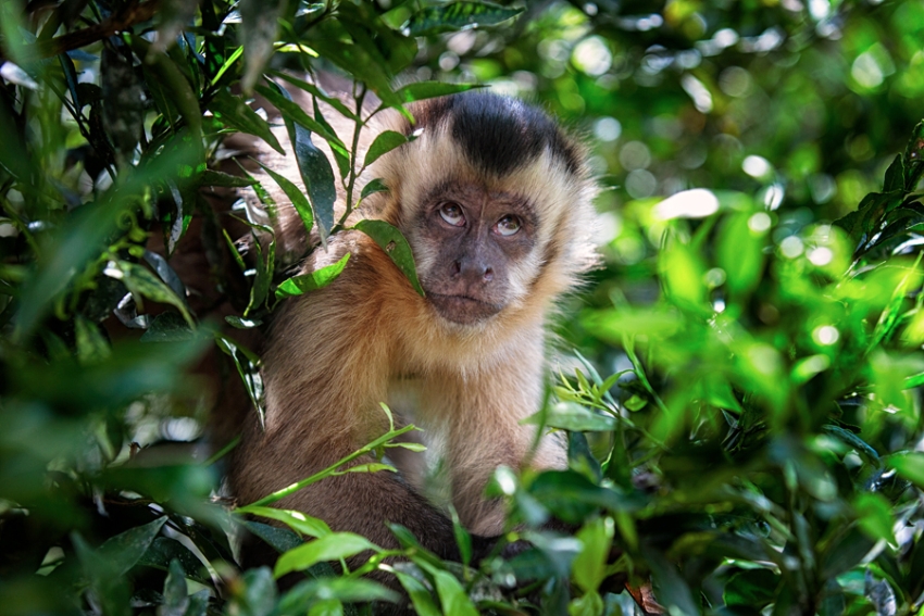 tracey-buyce-animal-photographer-monkeys-bolivia169.jpg