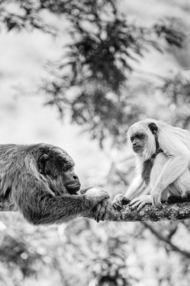 tracey-buyce-animal-photographer-monkeys-bolivia170.jpg