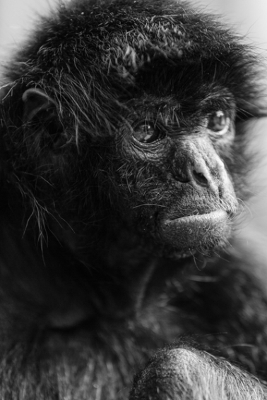 tracey-buyce-animal-photographer-monkeys-bolivia171.jpg