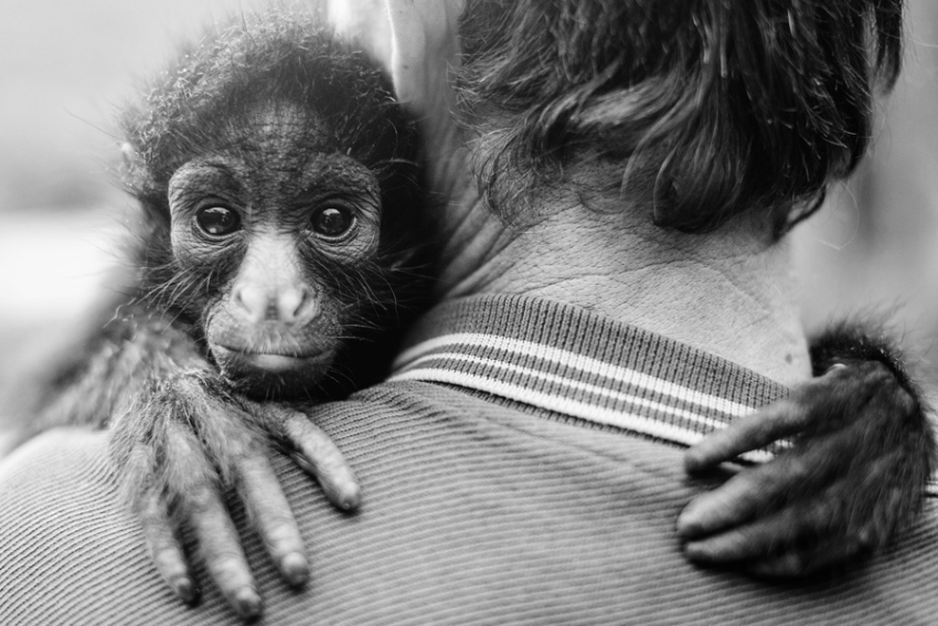 tracey-buyce-animal-photographer-monkeys-bolivia174.jpg