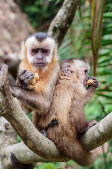 tracey-buyce-animal-photographer-monkeys-bolivia188.jpg