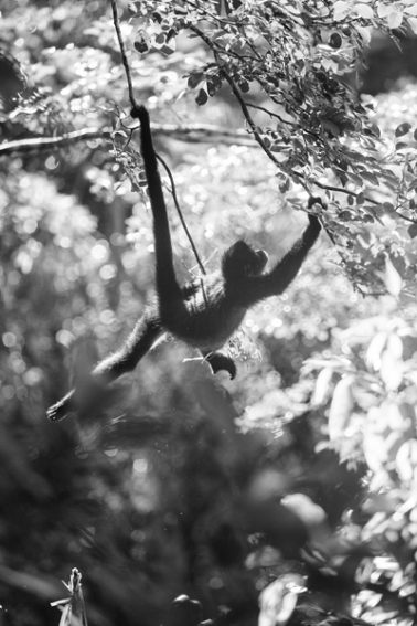 tracey-buyce-animal-photographer-monkeys-bolivia193.jpg