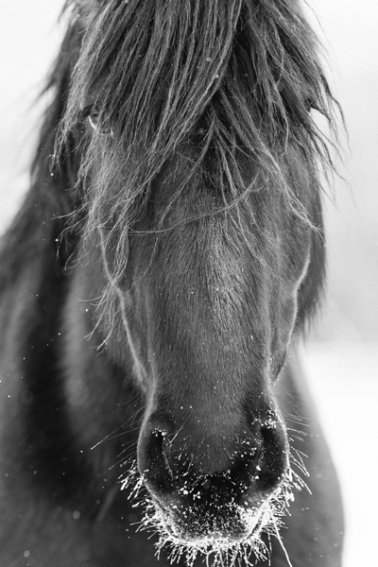 Tracey-Buyce-equine-photographer010.jpg