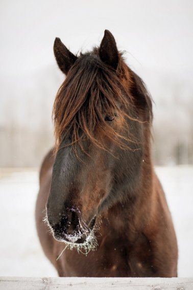 Tracey-Buyce-equine-photographer012.jpg