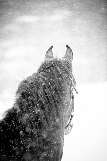 Tracey-Buyce-equine-photographer013.jpg