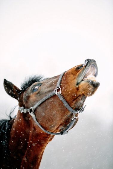 Tracey-Buyce-equine-photographer015.jpg