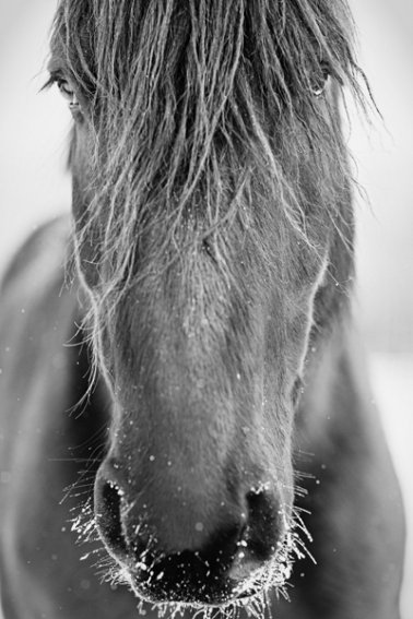 Tracey-Buyce-Photography-horse-photos13.jpg