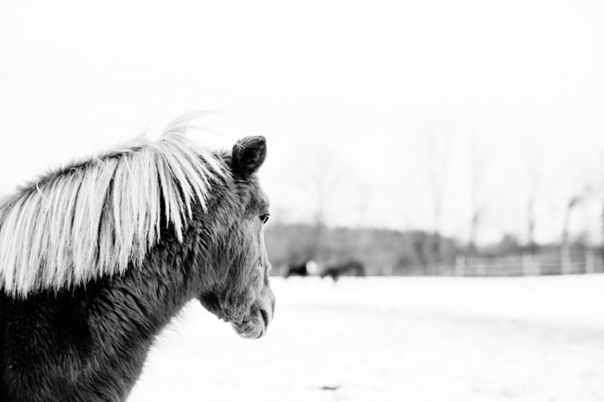 Horse-Photography-Saratoga-Springs-NY12.jpg