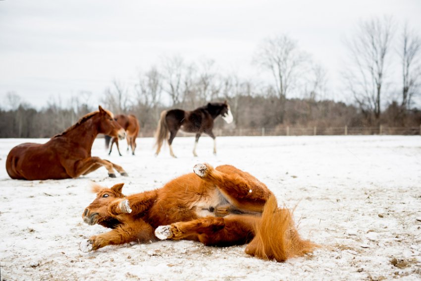 Horse-Photography-Saratoga-Springs-NY15.jpg