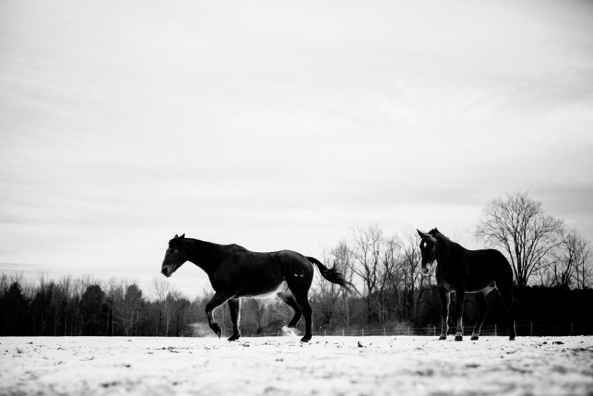 Horse-Photography-Saratoga-Springs-NY18.jpg