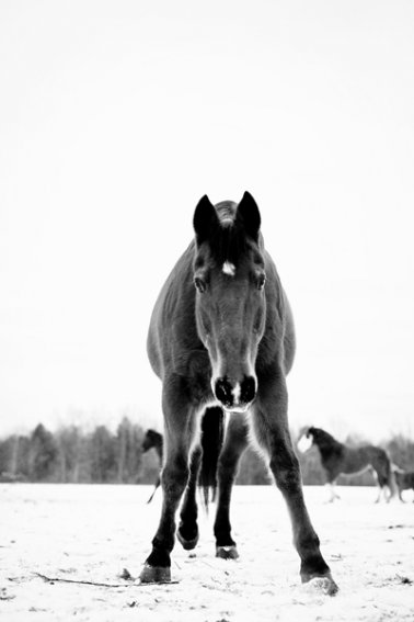 Horse-Photography-Saratoga-Springs-NY20.jpg