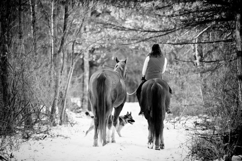 Horse-Photography-Saratoga-Springs-NY24.jpg