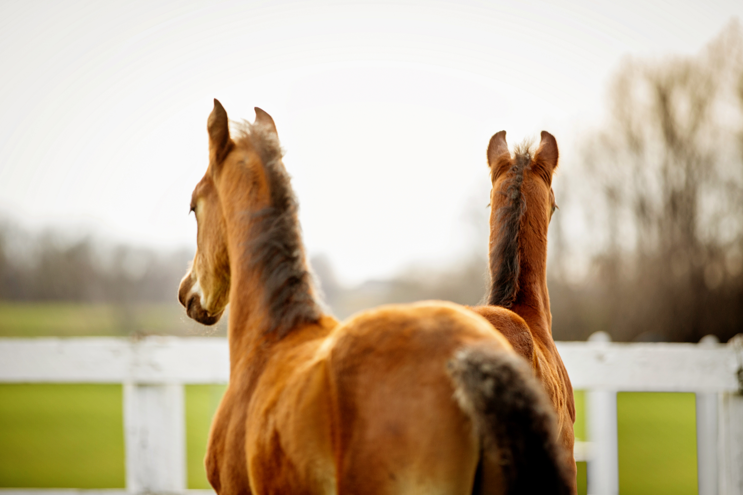 Fine Art Horse Photography15.jpg