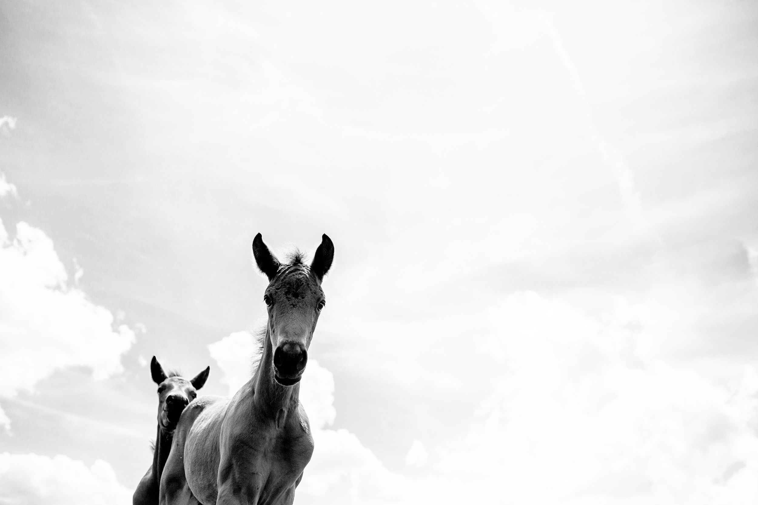 Fine Art Horse Photography32.jpg
