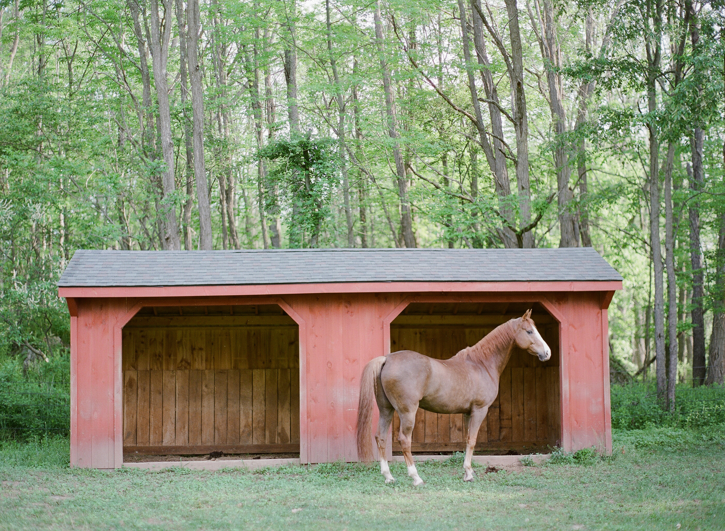 Horse Photography Saratoga Springs NY02.jpg
