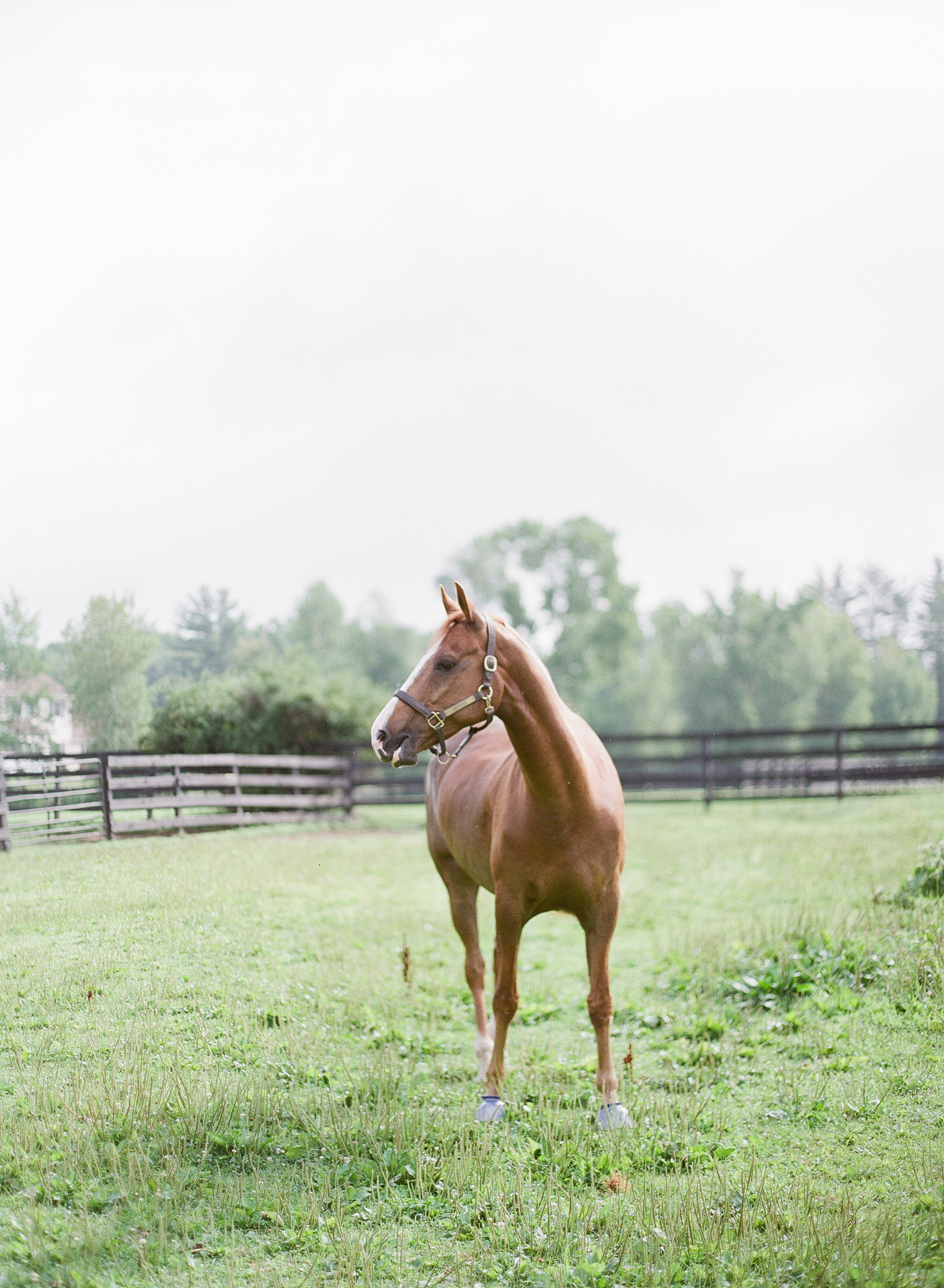 Horse Photography Saratoga Springs NY03.jpg