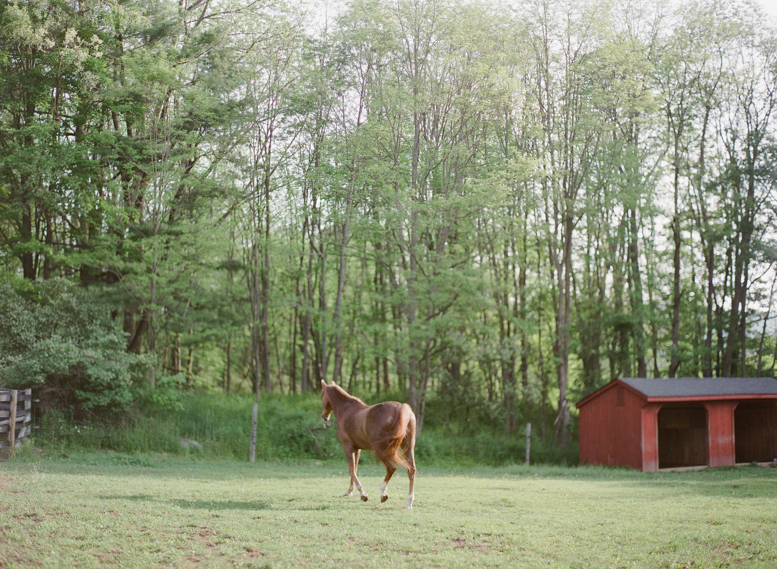 Horse Photography Saratoga Springs NY04.jpg