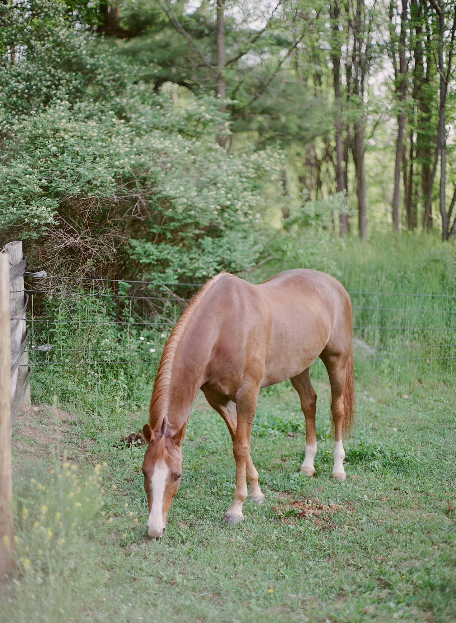Horse Photography Saratoga Springs NY05.jpg