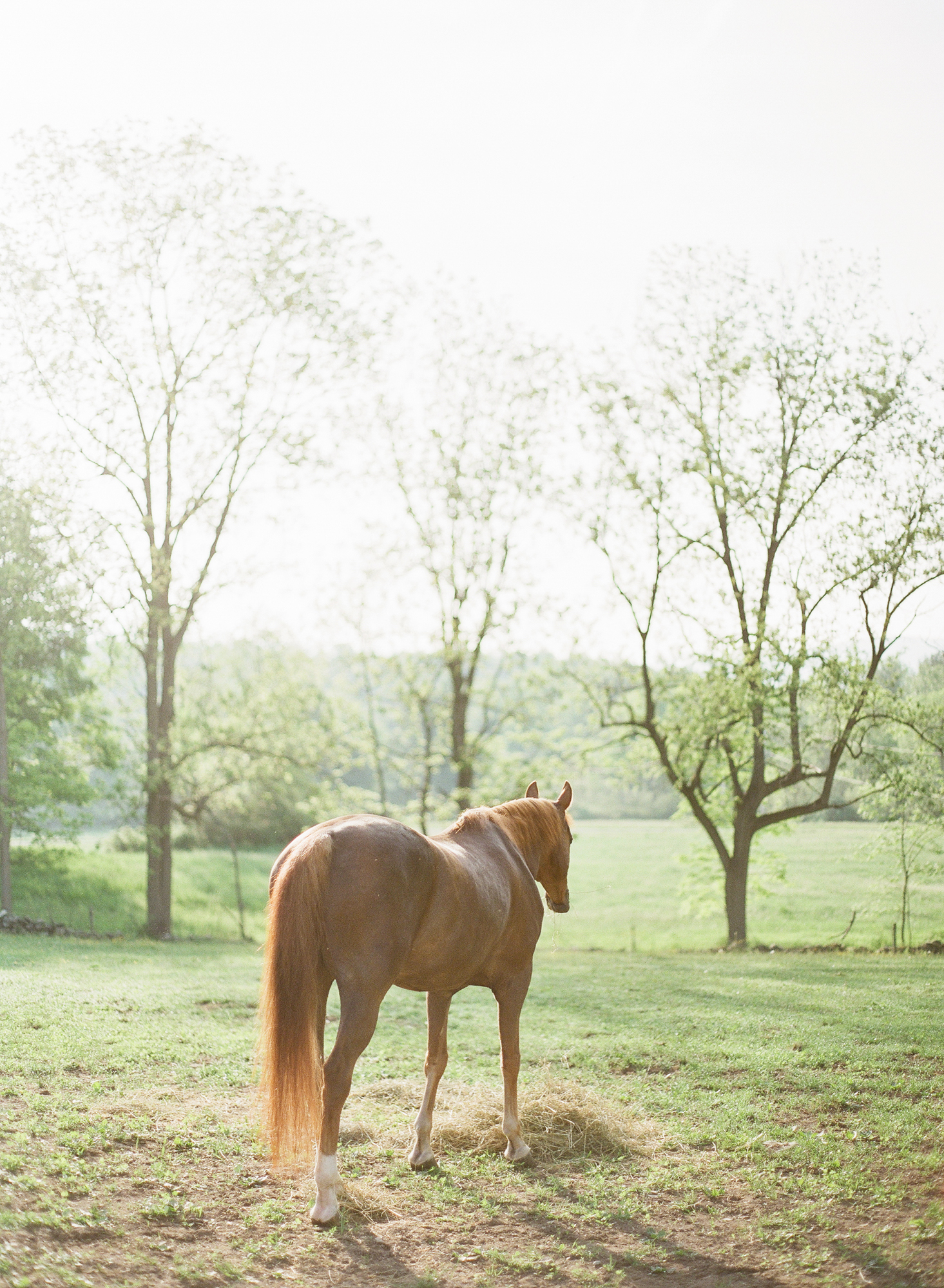 Horse Photography Saratoga Springs NY07.jpg