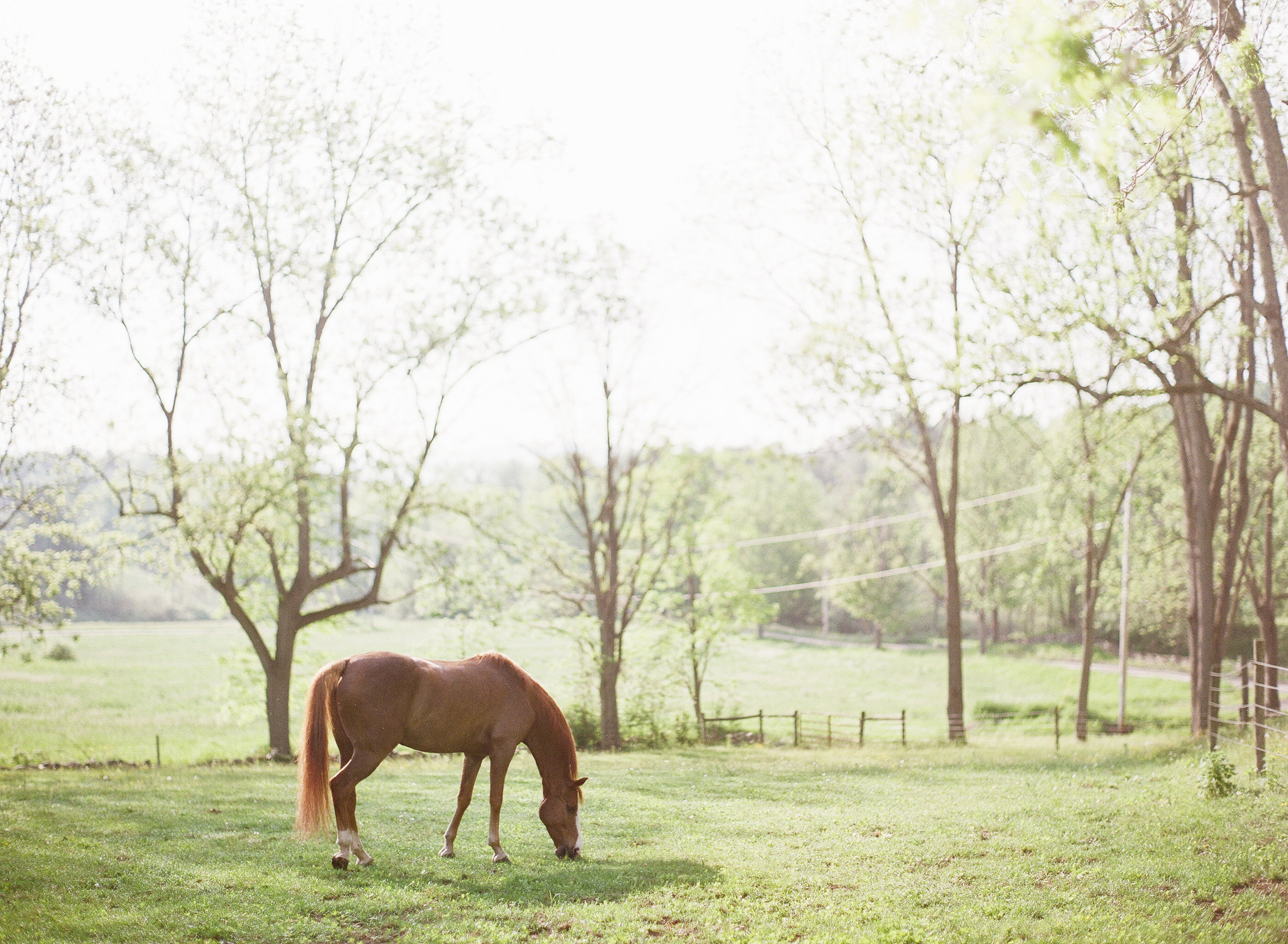 Horse Photography Saratoga Springs NY08.jpg