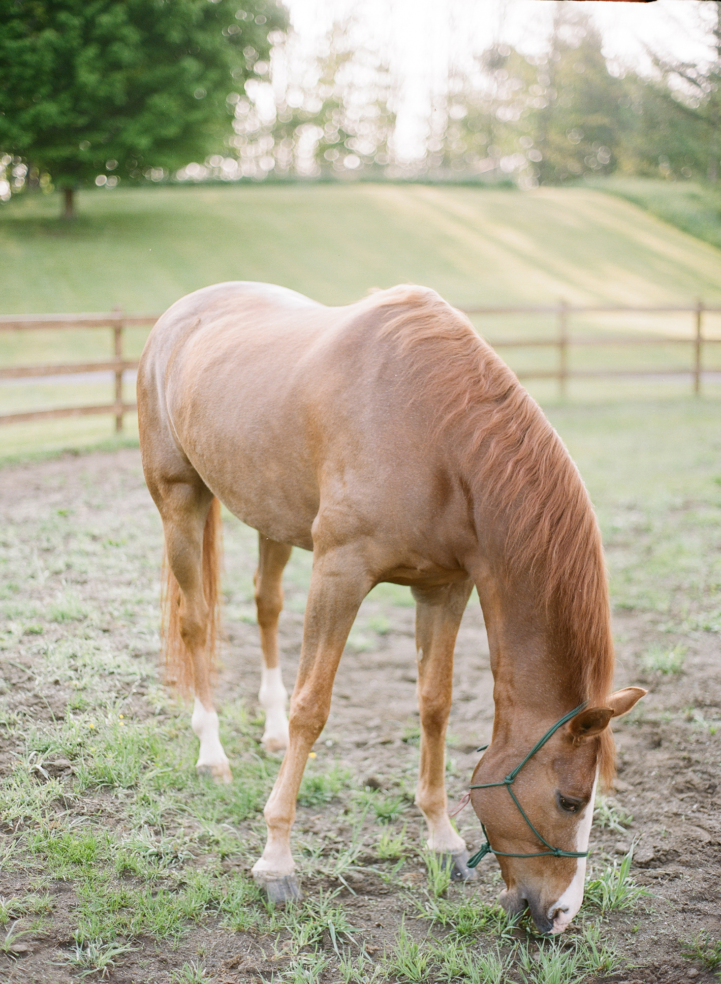 Horse Photography Saratoga Springs NY10.jpg