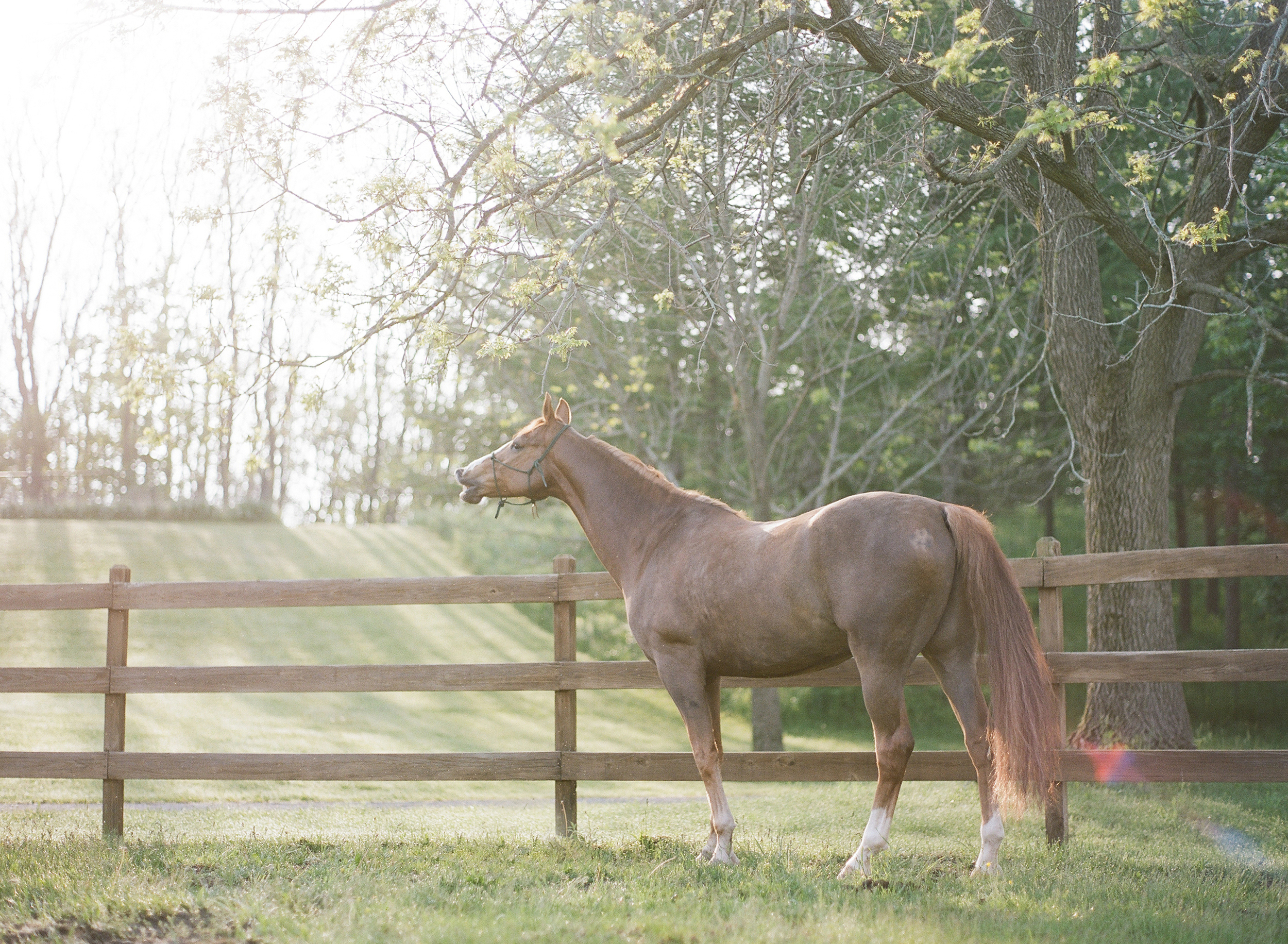 Horse Photography Saratoga Springs NY16.jpg