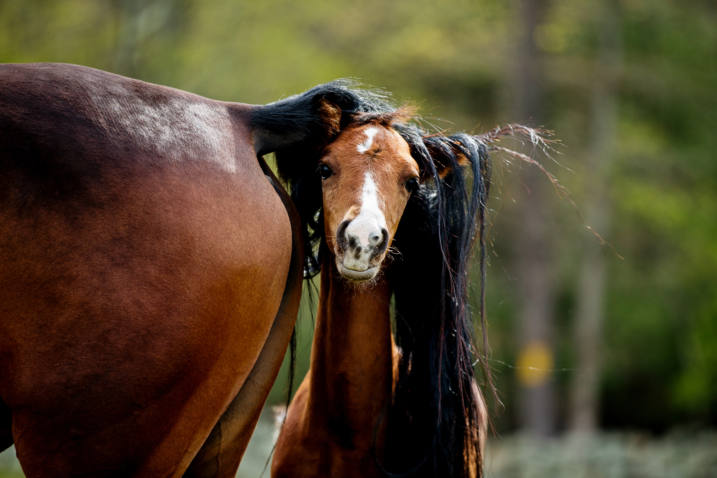 Horse Photography Saratoga Springs NY21.jpg