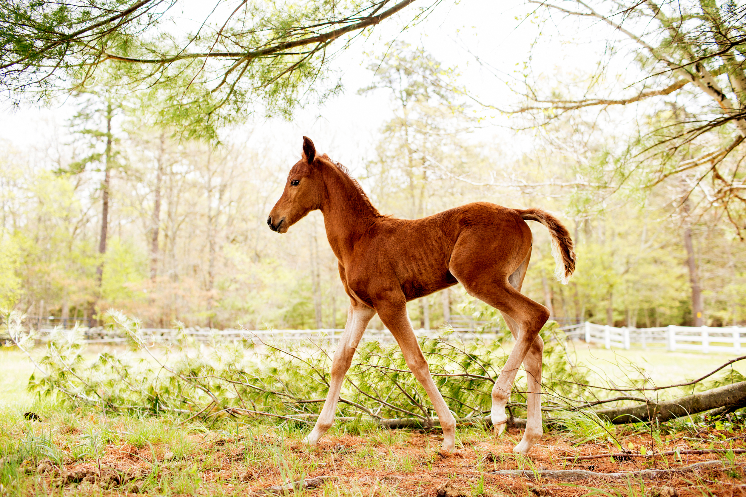 Horse Photography Saratoga Springs NY24.jpg