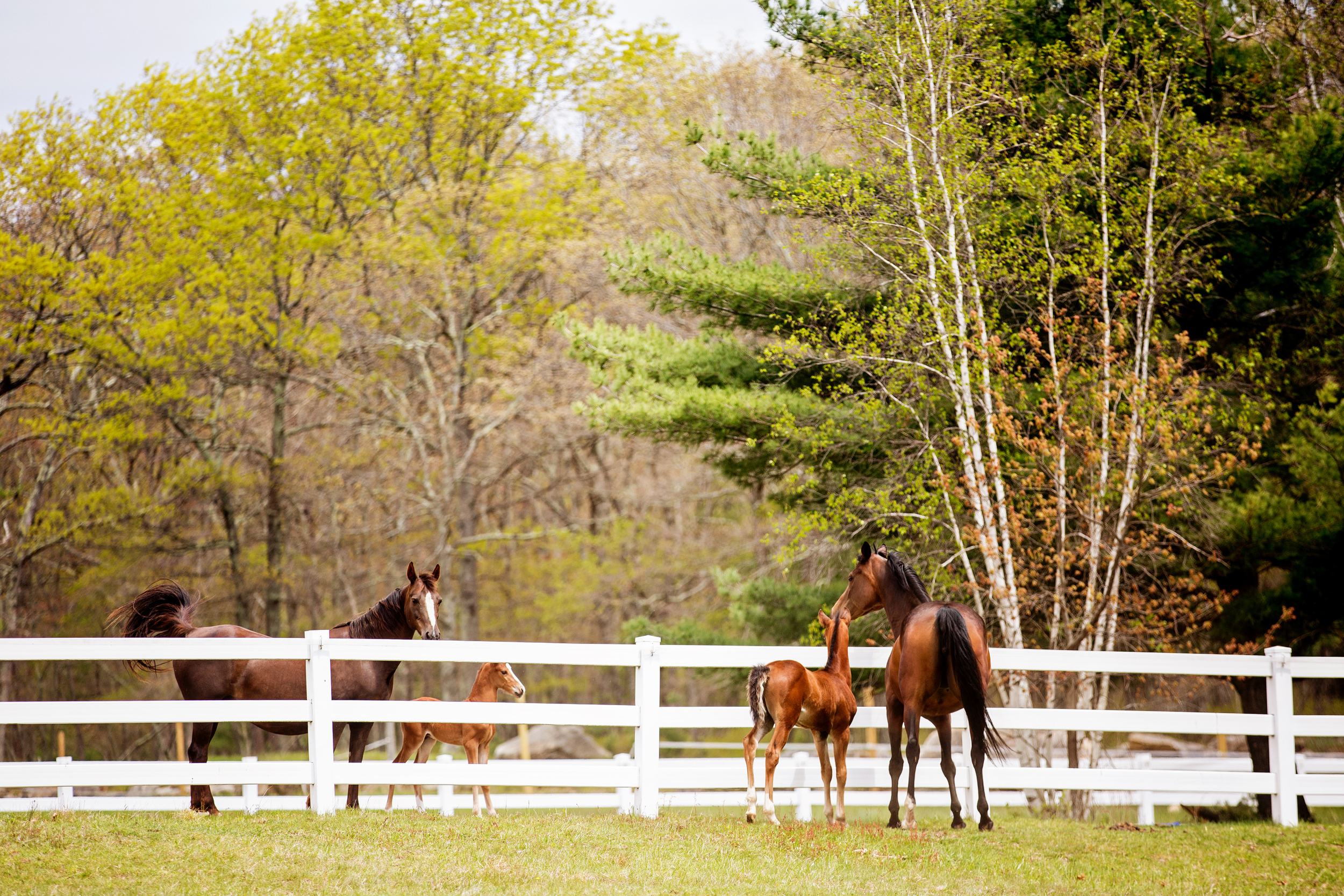 Horse Photography Saratoga Springs NY36.jpg