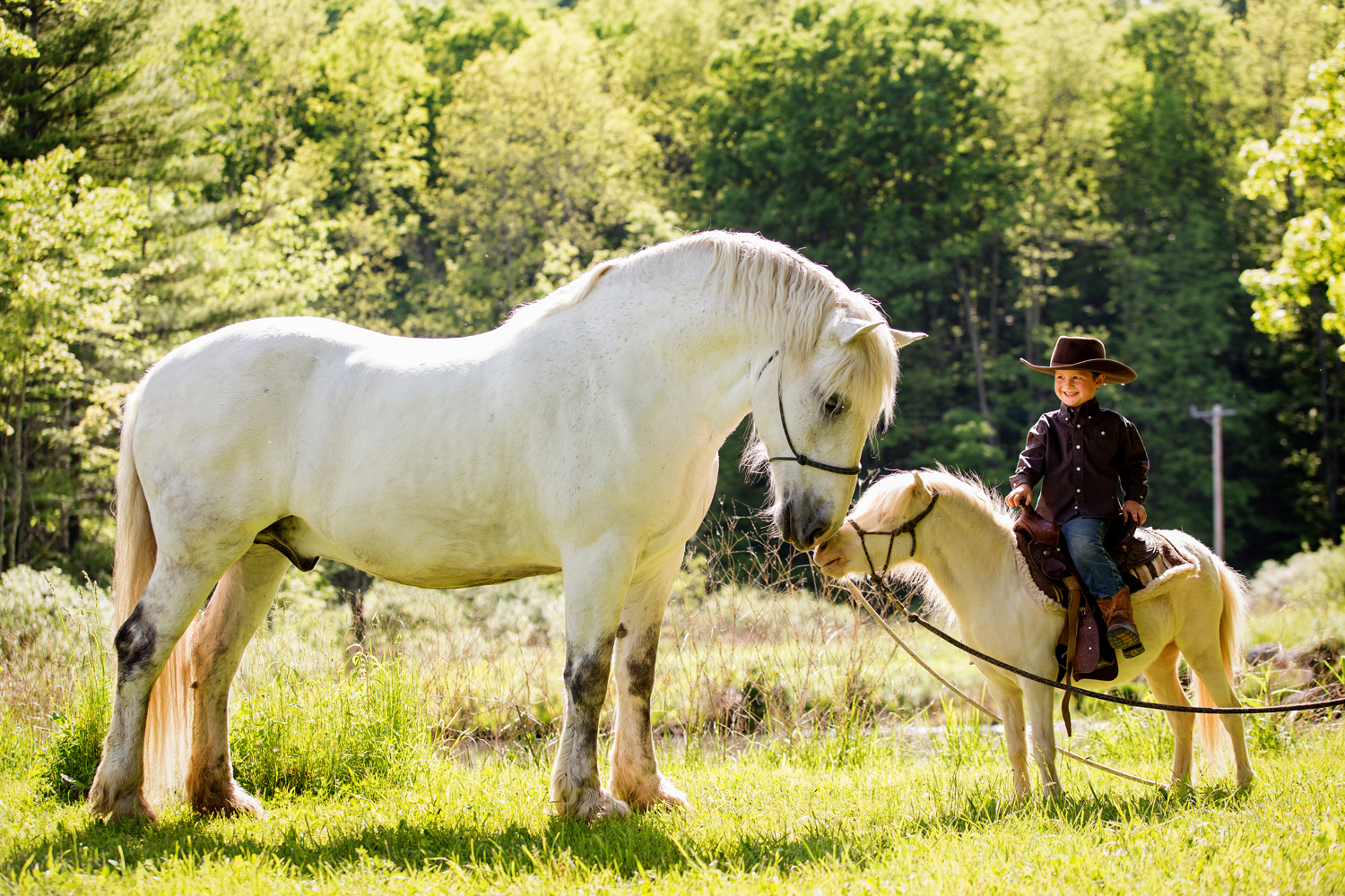 horse photography saratoga ny20.jpg