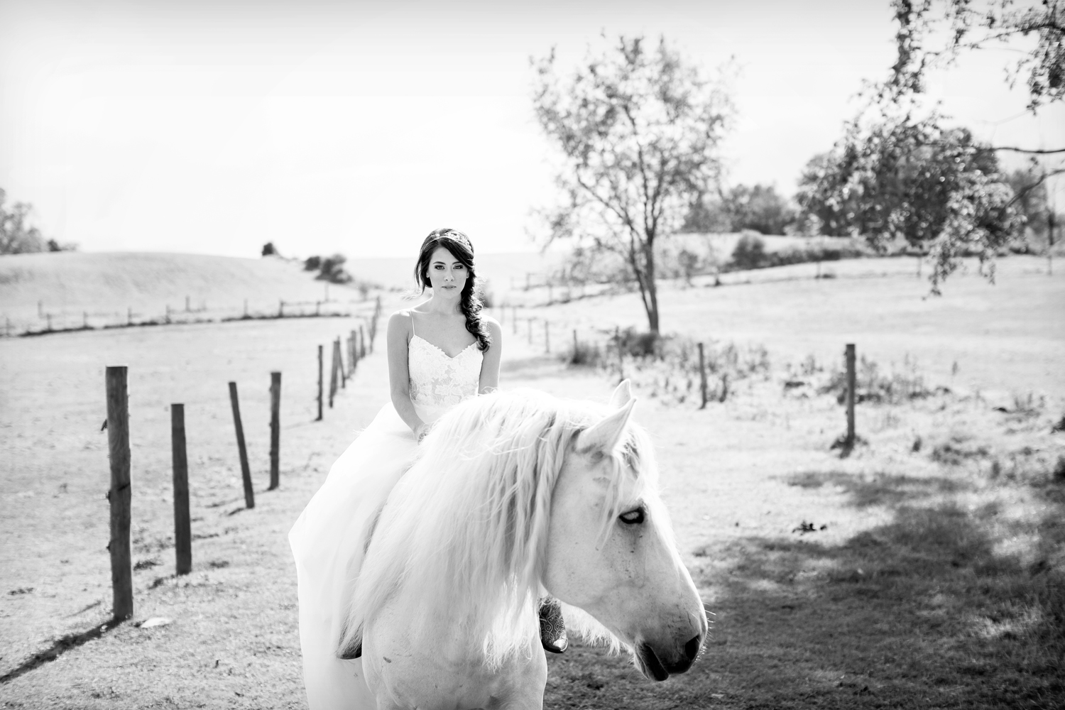 wedding horses saratoga ny66.jpg