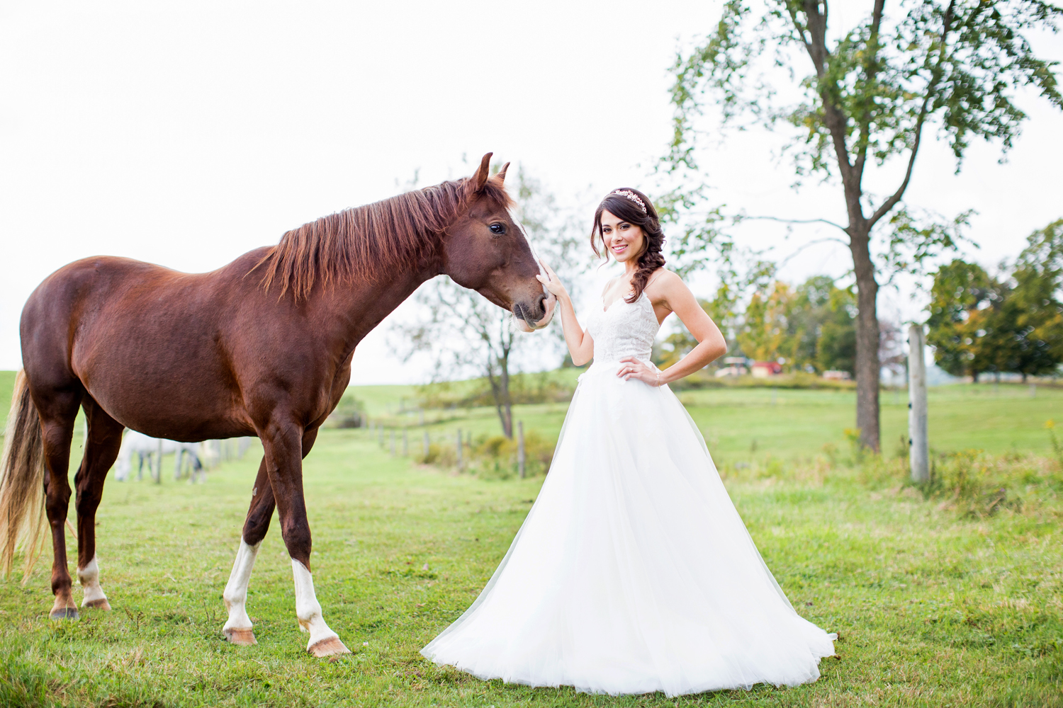wedding horses saratoga ny72.jpg