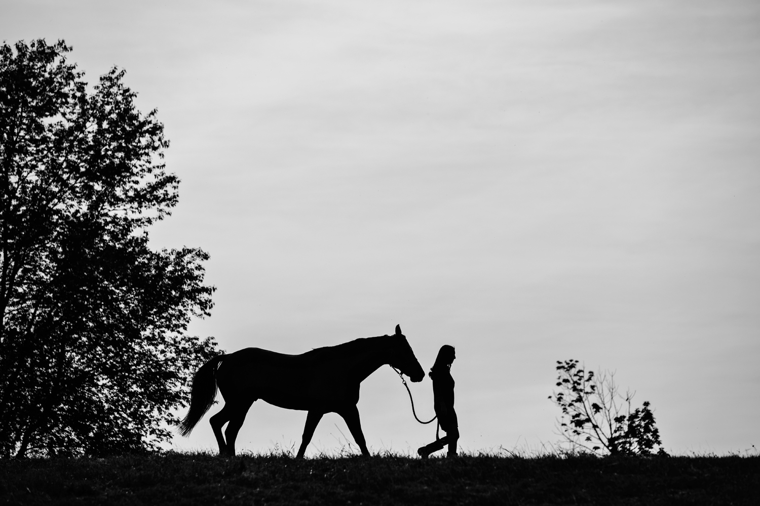 Equestrian Photography Saratoga Springs NY20.jpg