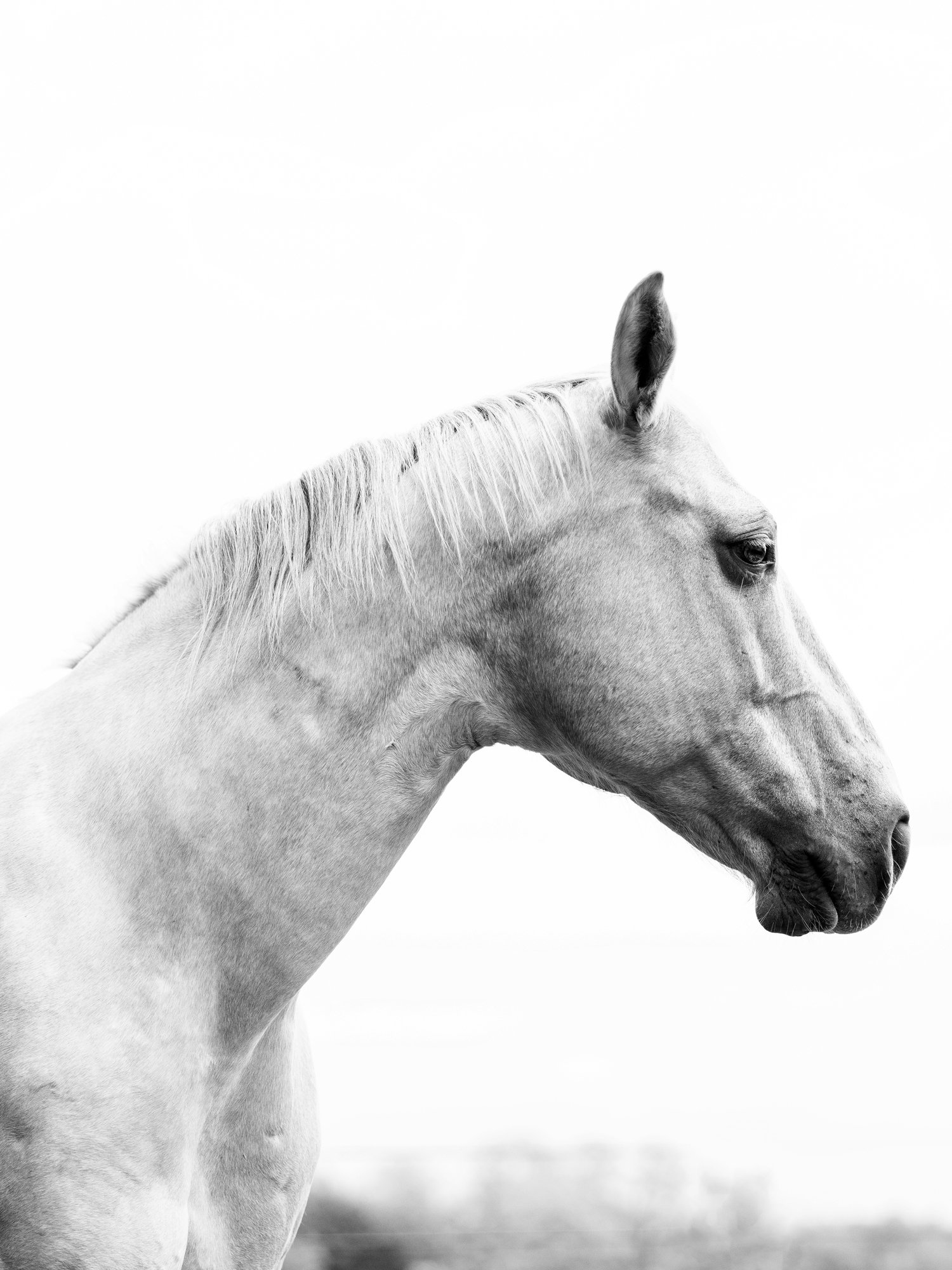 horse-photography-saratoga- springs- ny.jpg