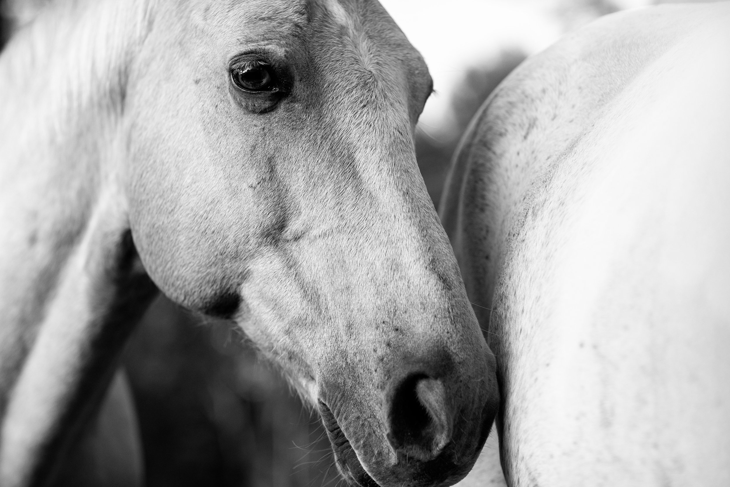 horse-photography-saratoga- springs- ny (1).jpg