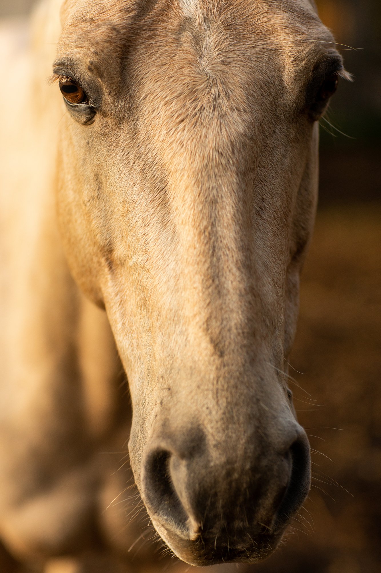horse-photography-saratoga- springs- ny (5).jpg