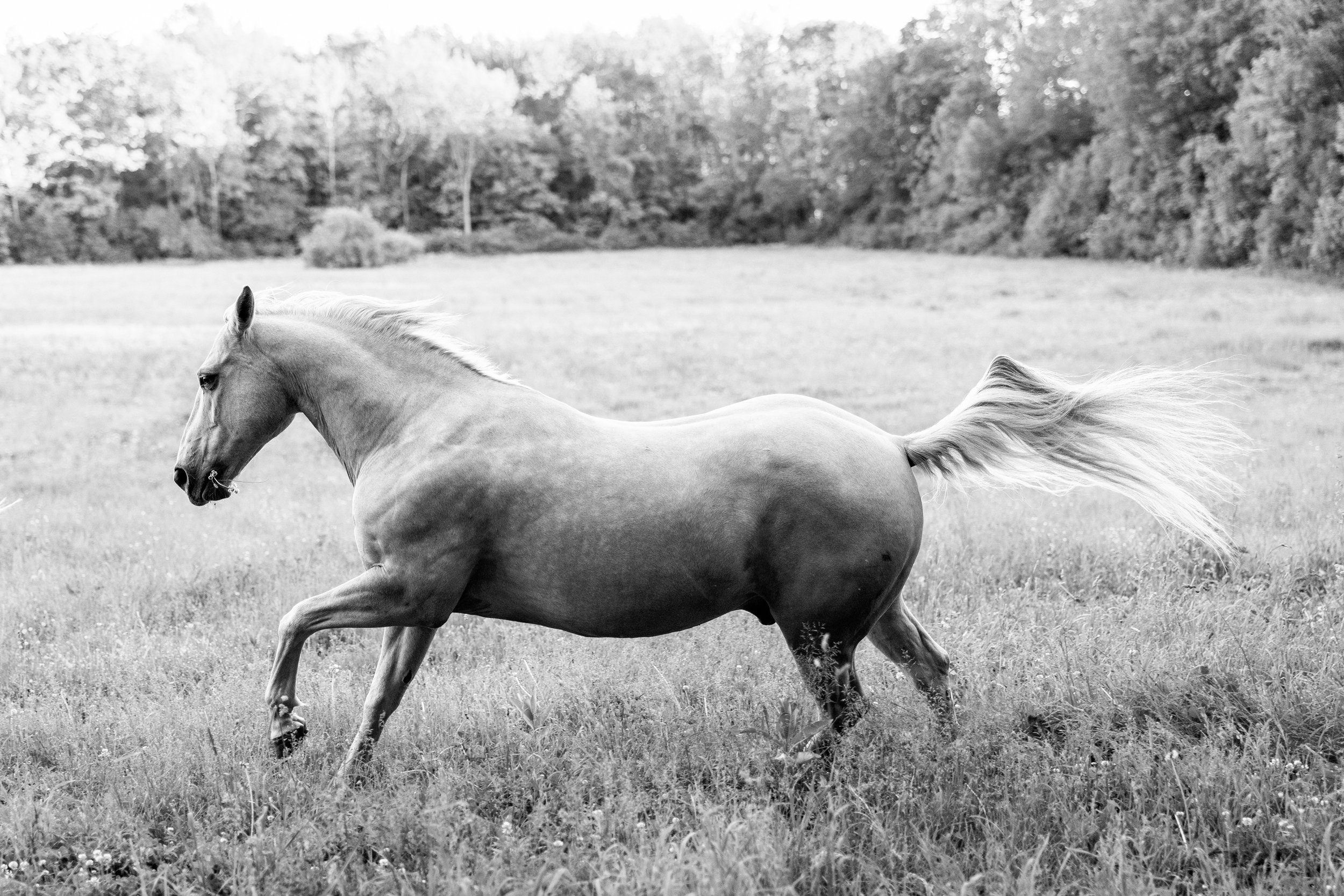 horse-photography-saratoga- springs- ny (6).jpg